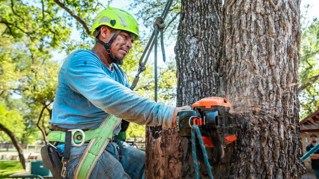 30 Social Media Content Ideas for Arborists