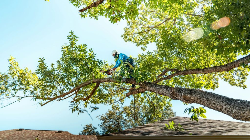 Best advertising for tree service: 10 ways to generate more qualified jobs