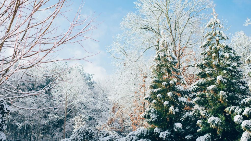 Tree service marketing winter: A practical plan to keep your pipeline moving